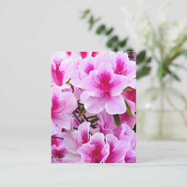 Postal Rhododendron Hirado Azarea (Anverso de pie)