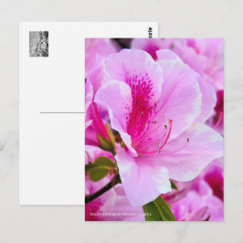 Postal Rhododendron Hirado Azarea