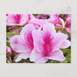 Postal Rhododendron Hirado Azarea