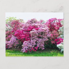 Postal Rhododendron: Hirado-Tsutsuji [Postal]