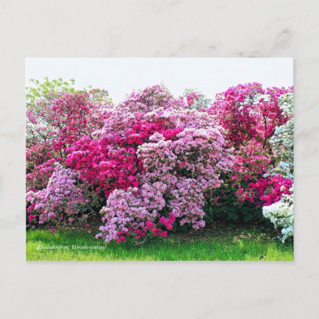 Postal Rhododendron: Hirado-Tsutsuji [Postal] (Anverso)
