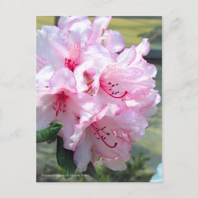 Postal Rhododendron 'Hydon Down' [Postcard] (Anverso)