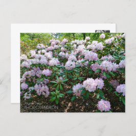 Postal Rhododendron "Joyful Day"