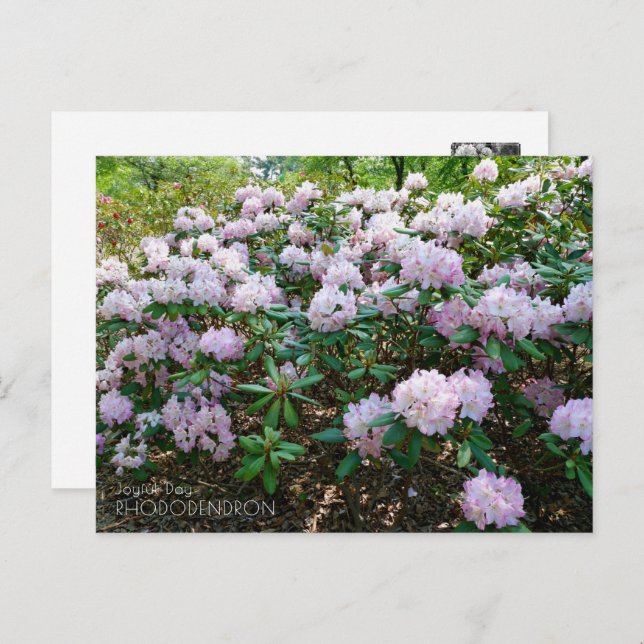 Postal Rhododendron "Joyful Day" (Anverso / Reverso)