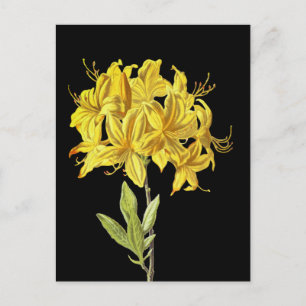 Postal Rhododendron luteum (Azalea póntica)