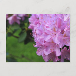 Postal Rhododendron pintoresco