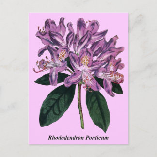 Postal Rhododendron Ponticum