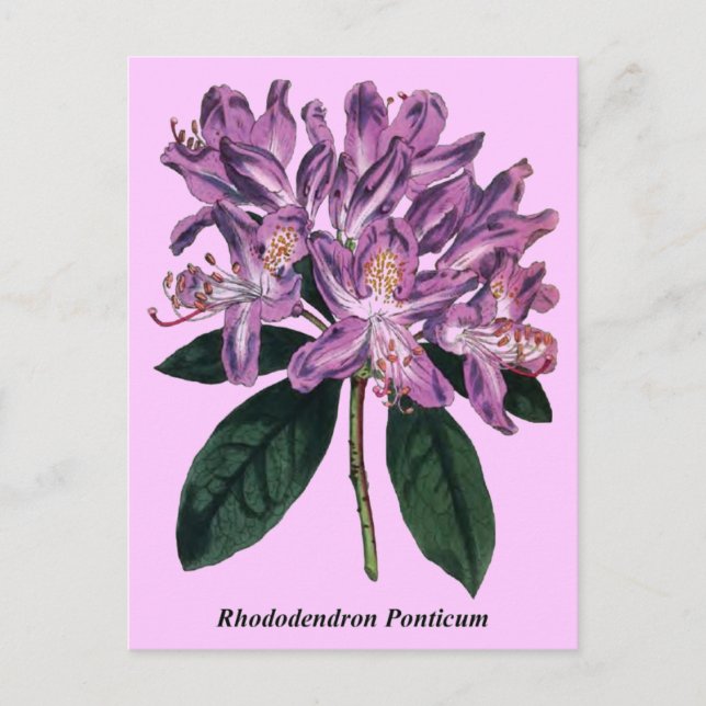 Postal Rhododendron Ponticum (Anverso)