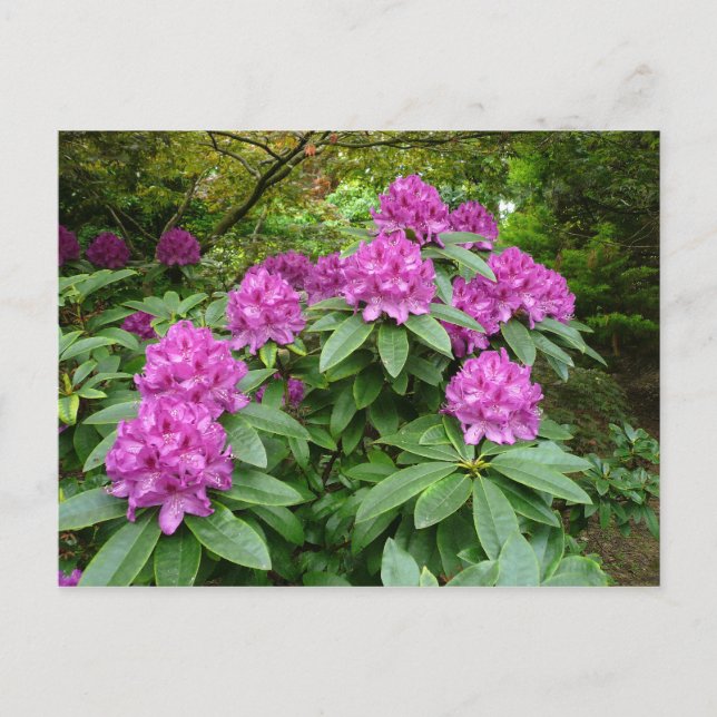 Postal Rhododendron Ponticum (Anverso)