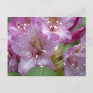 Postal Rhododendron rosa