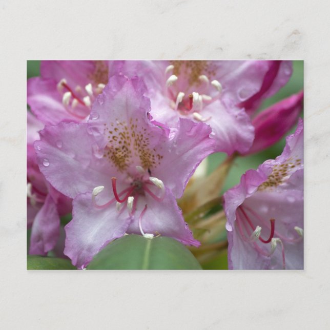 Postal Rhododendron rosa (Anverso)