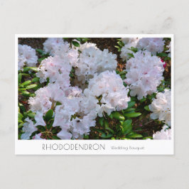 Postal Rhododendron "Wedding Bouquet"