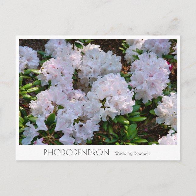 Postal Rhododendron "Wedding Bouquet" (Anverso)