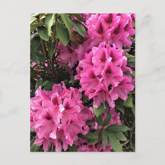 Postal Rhododendrons Cynthia, Oregon (Anverso)
