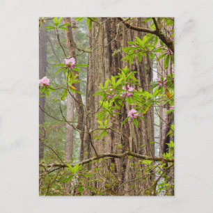 Postal Rhododendrons en flor Parque Estatal Redwoods, C
