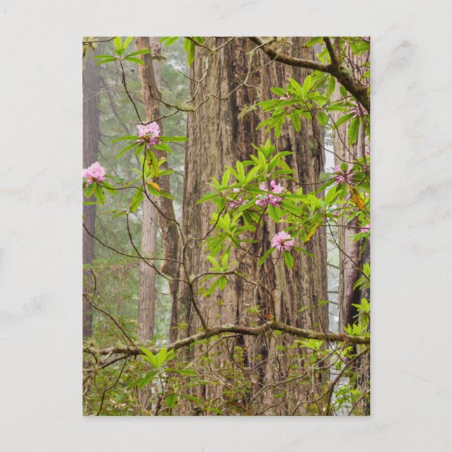 Postal Rhododendrons en flor | Parque Estatal Redwoods, C (Anverso)