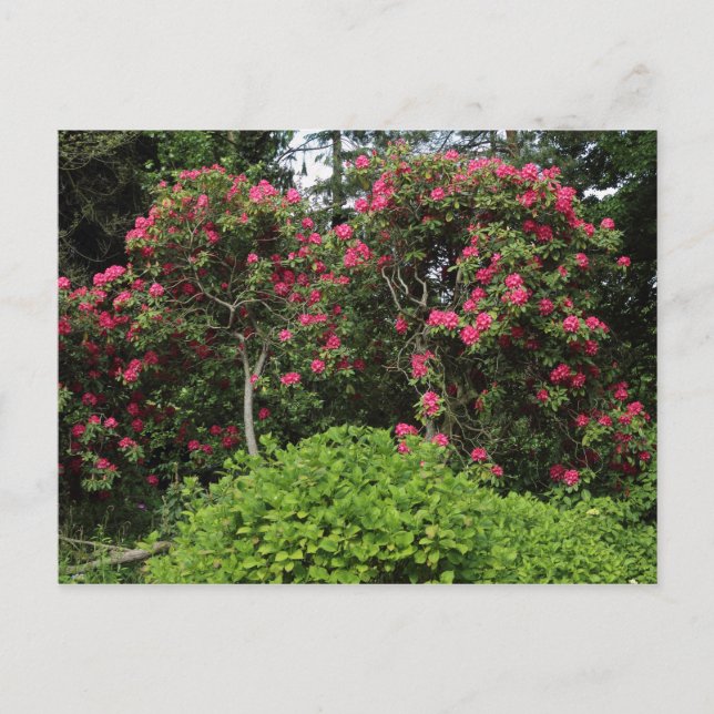 Postal Rhododendros (Anverso)