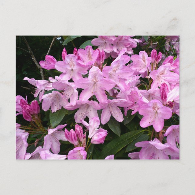 Postal Rhododendros II (Anverso)