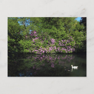 Postal Rhododendros, Lago Roath Park, Cardiff
