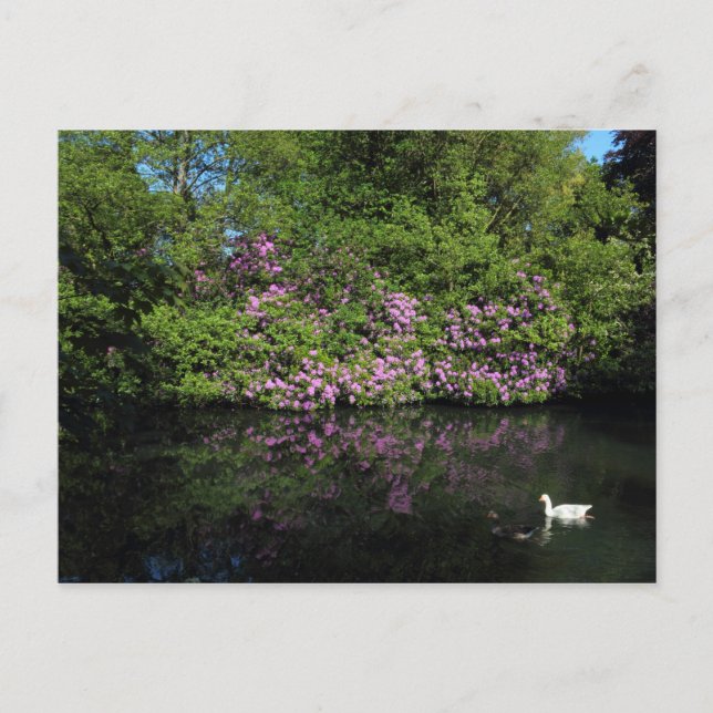 Postal Rhododendros, Lago Roath Park, Cardiff (Anverso)