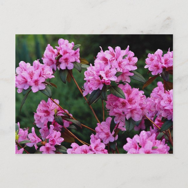 Postal Rhododendros, Quebec (Canadá) (Anverso)