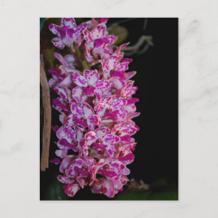 Postal Rhynchostylis gigantantea point orchid