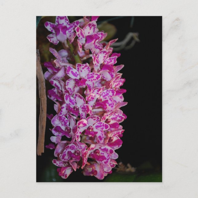 Postal Rhynchostylis gigantantea point orchid (Anverso)
