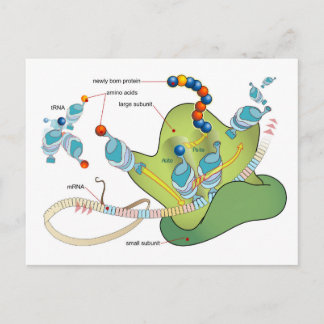 Postal Ribosome mRNA tRNA molecules proteins Diagram 