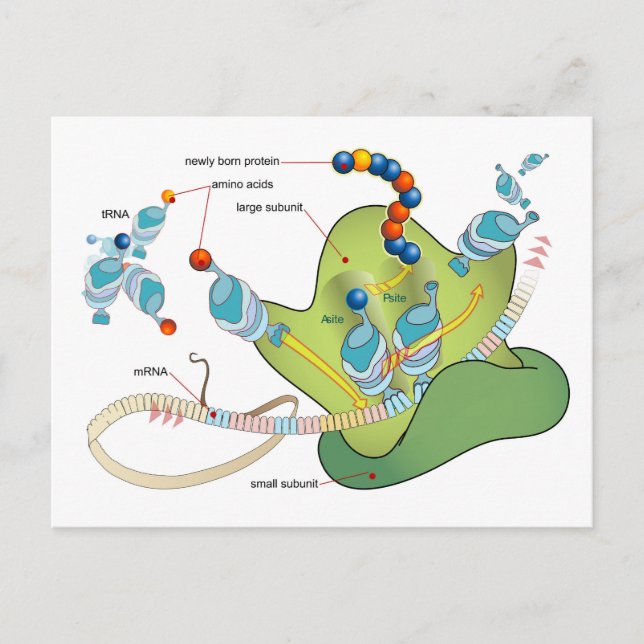 Postal Ribosome mRNA tRNA molecules proteins Diagram  (Anverso)