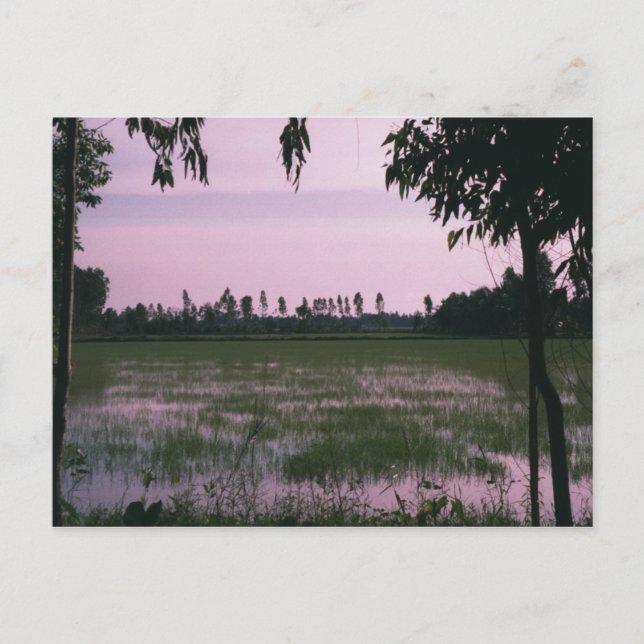 Postal Rice Paddies (Anverso)