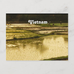 Postal Rice Paddy