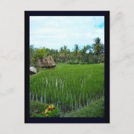 Postal Rice Paddy, Ubud Bali, Indonesia