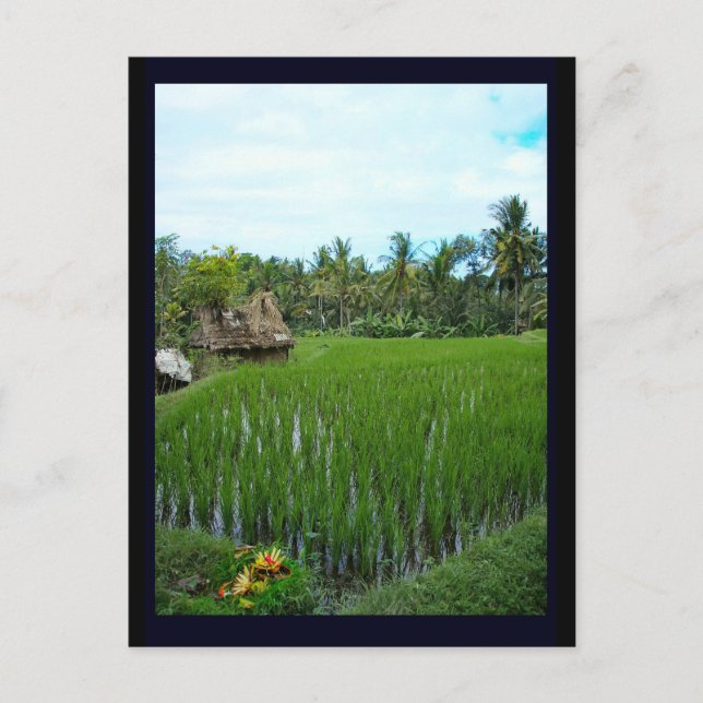 Postal Rice Paddy, Ubud Bali, Indonesia (Anverso)