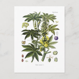 Postal Ricinus communis (planta de aceite de Castor)
