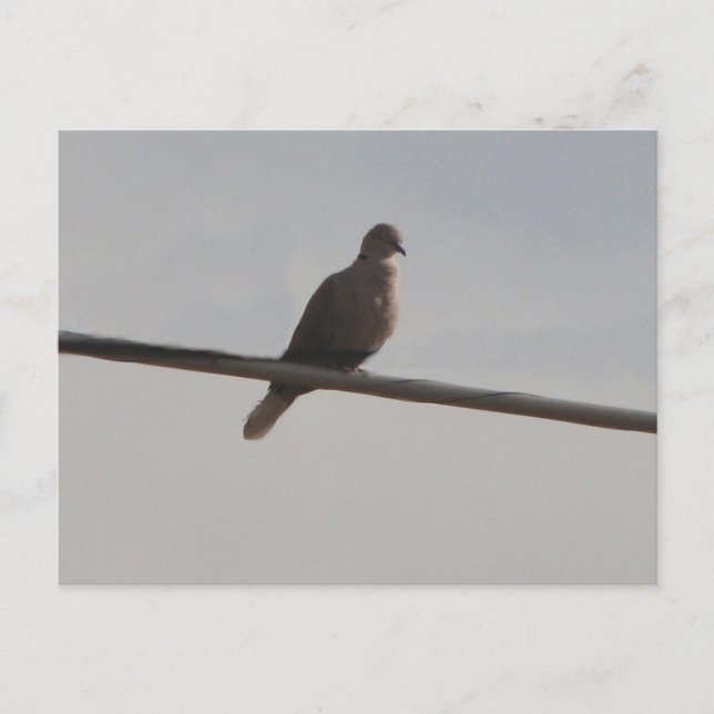 Postal Ring Neck Dove (Anverso)