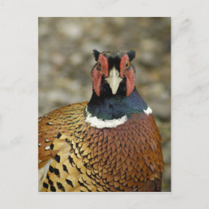 Postal Ring Necl Pheasant