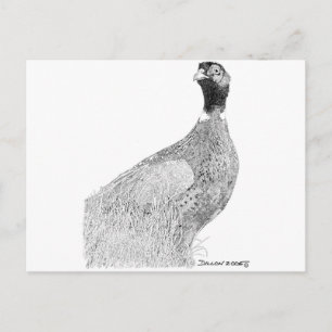 Postal Ringneck Pheasant