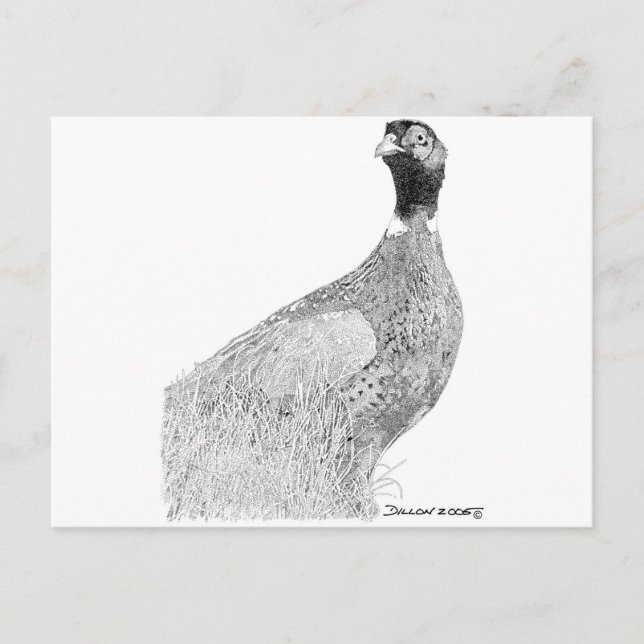 Postal Ringneck Pheasant (Anverso)