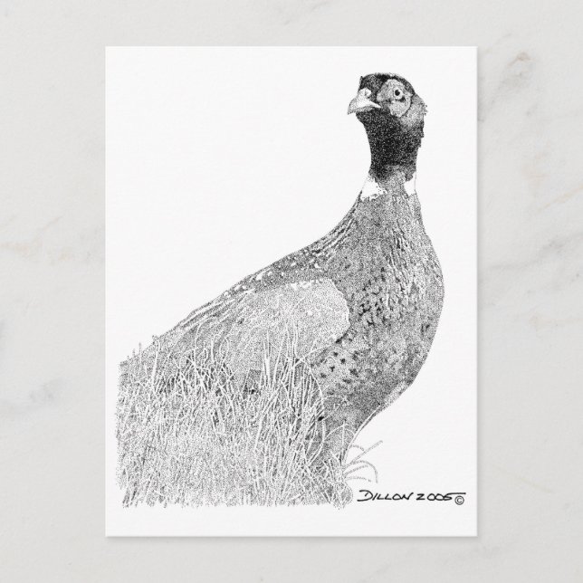 Postal Ringneck Pheasant (Anverso)