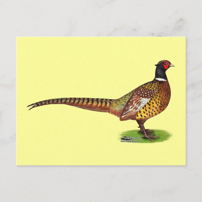Postal Ringneck Pheasant Rooster (Anverso)