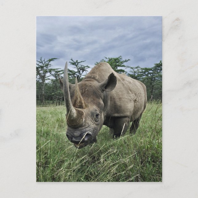 Postal Rinoceronte negro, Diceros bicornis, Kenia (Anverso)