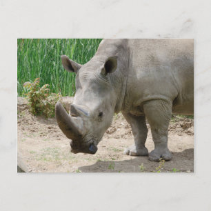 Postal Rinocerontes blancos Ceratotherium Simum