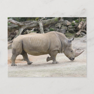 Postal Rinocerontes huyendo del zoológico de Auckland
