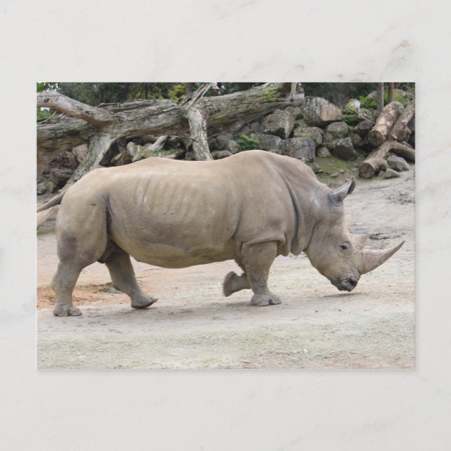 Postal Rinocerontes huyendo del zoológico de Auckland (Anverso)