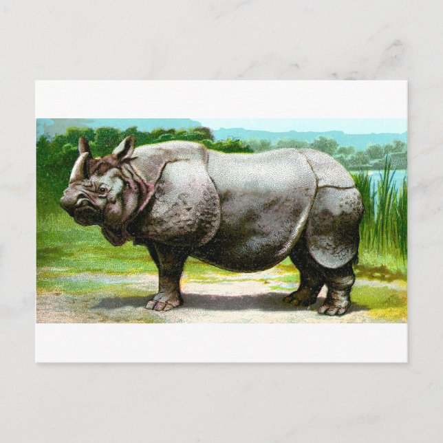 Postal Rinocerontes indios (Anverso)