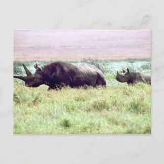 Postal Rinocerontes negros hembra y ternera en Serengeti
