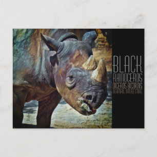 Postal Rinocerontes negros [postal]