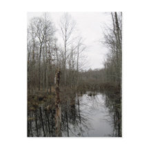 Río a través del bosque