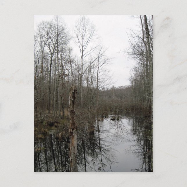 Postal Río a través del bosque (Anverso)