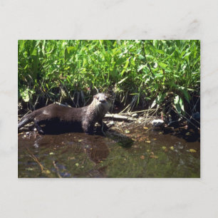 Postal Río Otter-verano